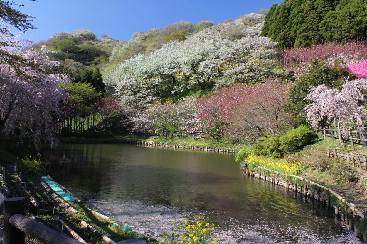 最明寺史跡公園 開花状況 松田観光ガイド