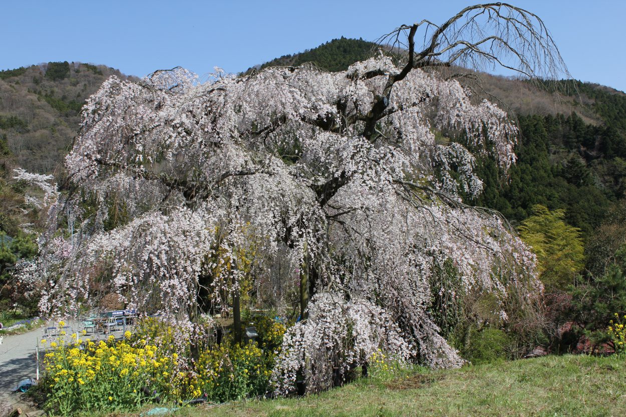 寄５大しだれ桜 寄しだれ桜まつりが開催されます 松田観光ガイド
