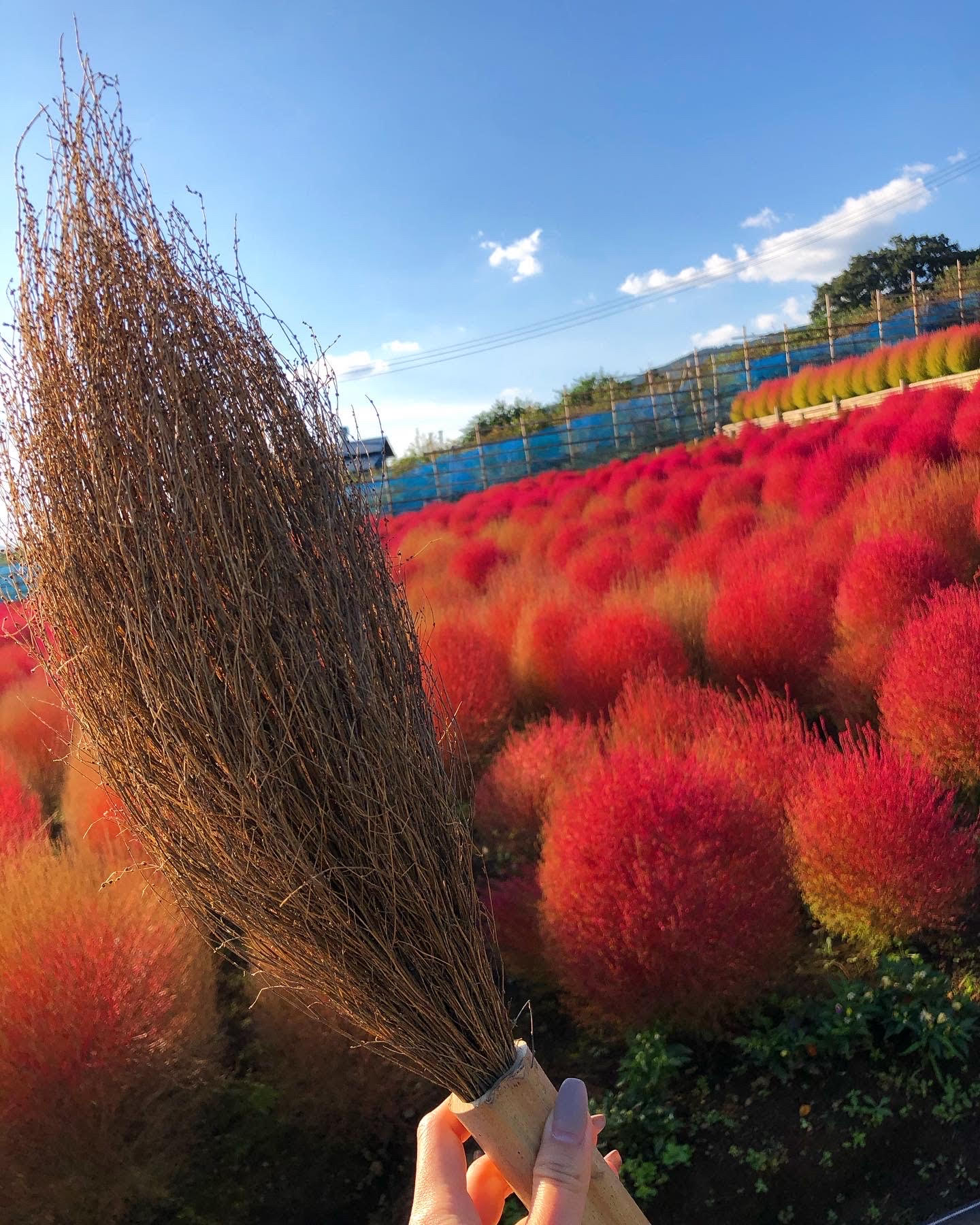 コキアの里に行こう 松田観光ガイド