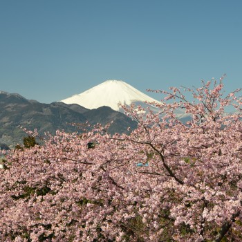 まつだ桜まつり 松田観光ガイド