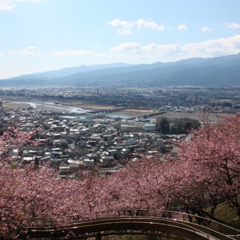 まつだ桜まつり 松田観光ガイド