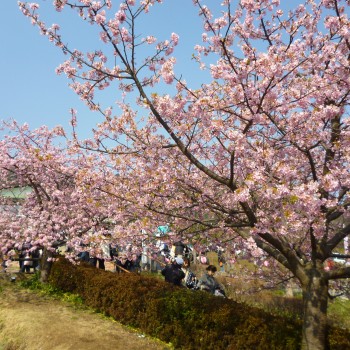 まつだ桜まつり 松田観光ガイド