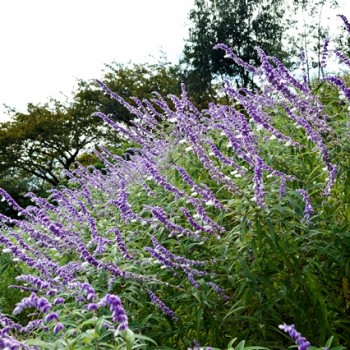 松田山ハーブガーデンの秋のハーブフェスティバル 松田観光ガイド