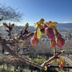 令和7年1月30日撮影