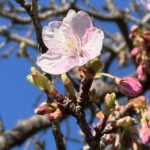 令和7年1月30日撮影