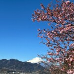 令和7年2月19日撮影