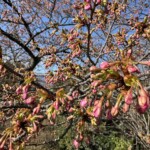 令和7年2月14日 撮影