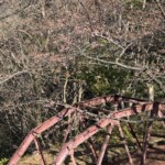 令和7年2月14日 撮影