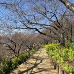 令和7年2月14日 撮影