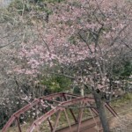 令和7年2月18日撮影