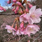 令和7年2月18日撮影