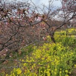 令和7年2月18日撮影