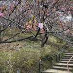 令和7年2月18日撮影