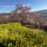 令和7年2月26日撮影