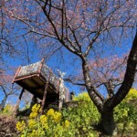 令和7年2月19日撮影