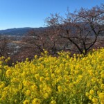令和7年2月19日撮影