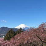 令和7年2月19日撮影