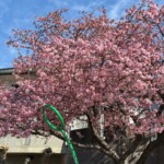 令和7年2月28日撮影