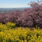 令和7年2月28日撮影