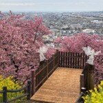 令和7年3月4日撮影