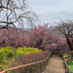 令和7年3月4日撮影