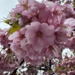 令和7年3月6日撮影