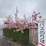 令和7年3月6日撮影