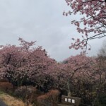 令和7年3月6日撮影