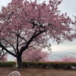 令和7年3月6日撮影