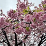 令和7年3月6日撮影