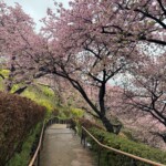 令和7年3月6日撮影