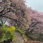 令和7年3月6日撮影