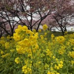 令和7年3月6日撮影