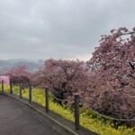 令和7年3月6日撮影