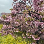 令和7年3月6日撮影