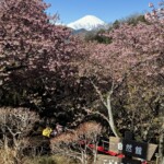 令和7年3月7日撮影