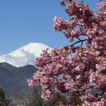 令和7年3月7日撮影