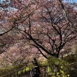 令和7年3月7日撮影