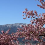 令和7年3月7日撮影