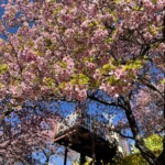 令和7年3月7日撮影