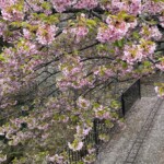 令和7年3月11日撮影