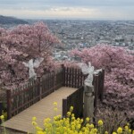 令和7年3月11日撮影