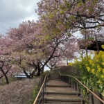 令和7年3月11日撮影