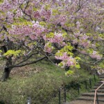 令和7年3月11日撮影