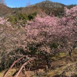 令和7年2月28日撮影