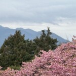 令和7年3月4日撮影