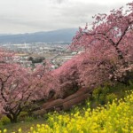 令和7年3月4日撮影