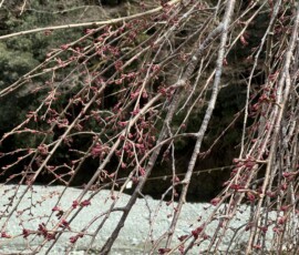 令和8年3月23日 寄七つ星ドックラン前しだれ桜