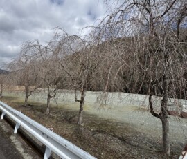 令和8年3月23日 中津川