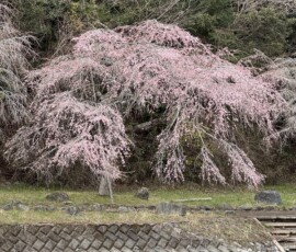令和8年3月23日 中津川